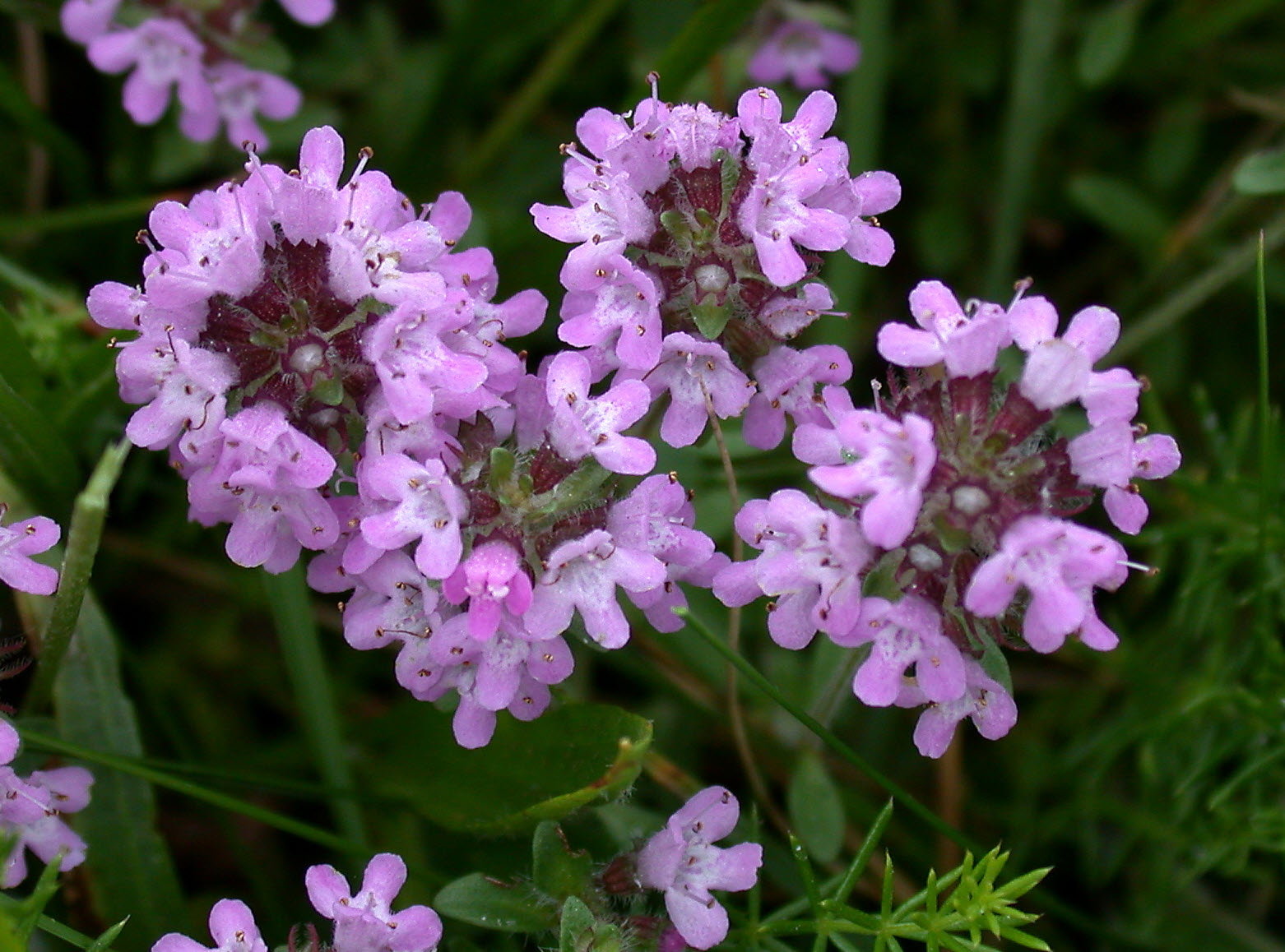 Thymus Serpyllum Flower seeds for Planting Cottage Garden Essential Heirloom & GMO Free Seeds for Home Garden