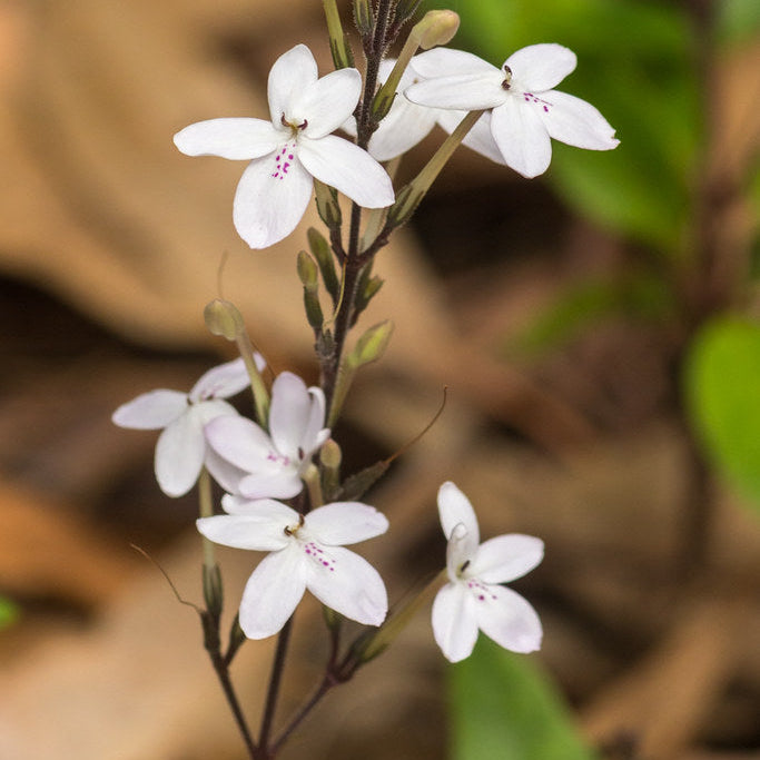 Galium Flower seeds for Planting - Sun Loving, Heirloom & GMO Free Seeds for Home Garden