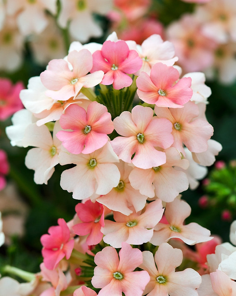Light Orange Verbena Flower Seeds for Planting Low Maintenance Heirloom & GMO Free Seeds for Home Garden
 
 Sale