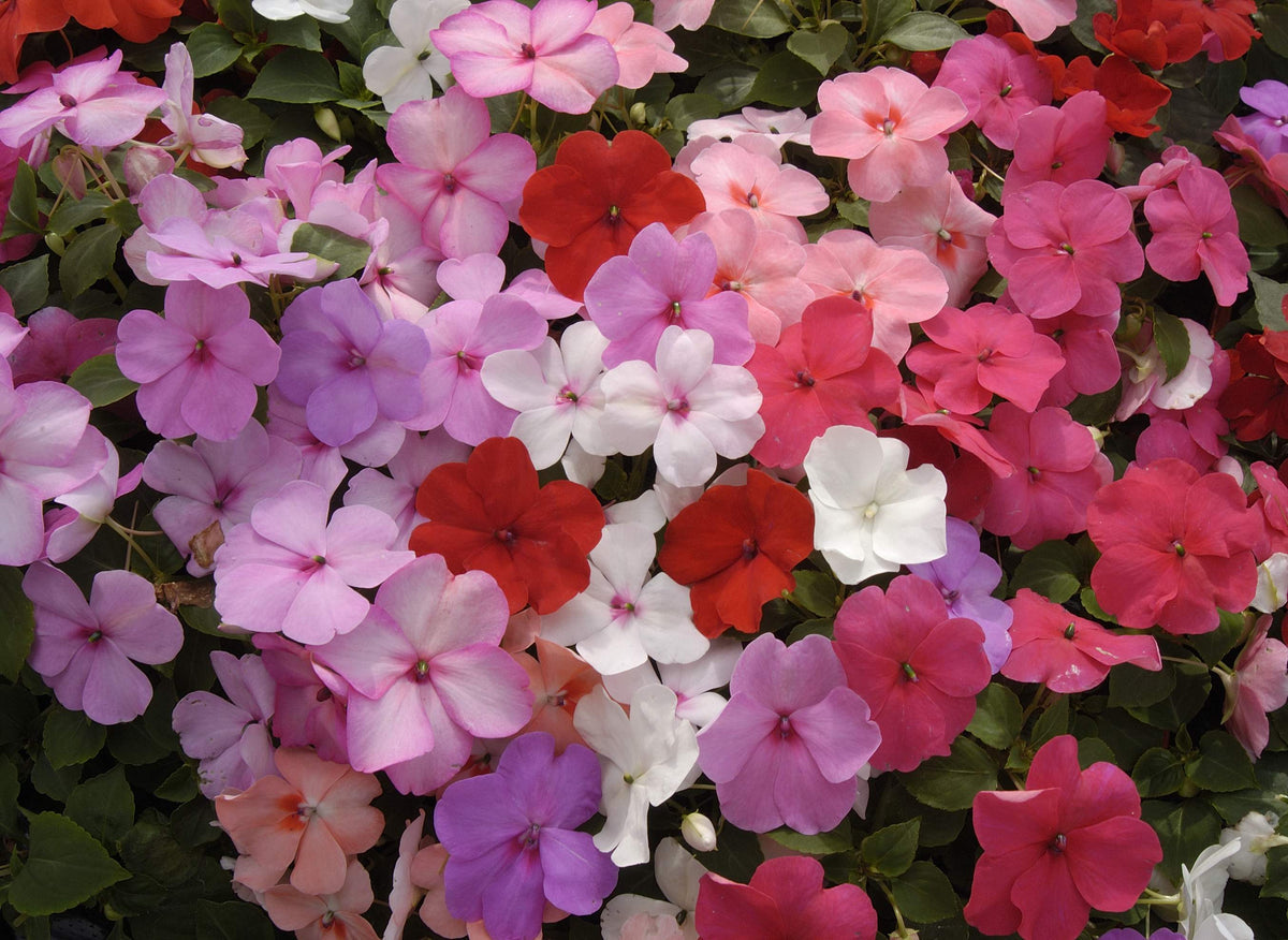 Guinea (Guinea Flower) seeds for planting in home garden