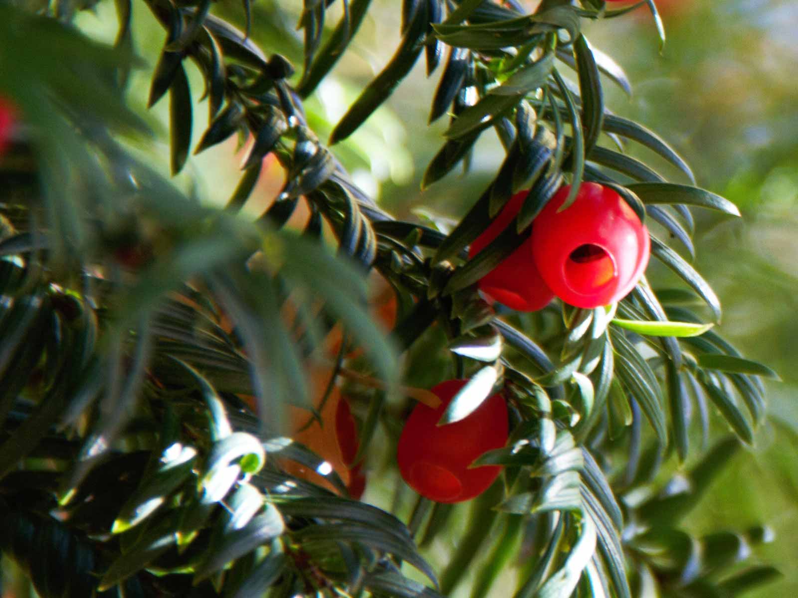 Taxus Baccata Planting Seeds for Thriving Yew Growth in Your Garden  Seed for Lush Foliage and Timeless Elegance