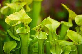 Unique Carnivorous Plant Seeds For Easy Planting Seeds