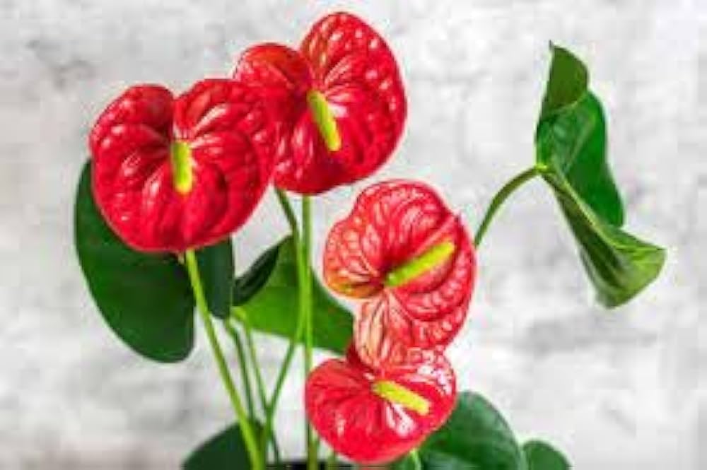 Anthurium Andraeanu Red Seeds For Planting - Vibrant Tropical Flower