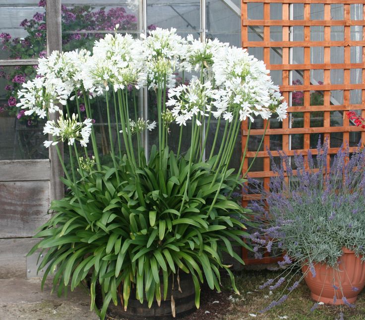 Agapanthus Africanus Flower seeds for Planting Compact Growth Heirloom & GMO Free Seeds for Home Garden