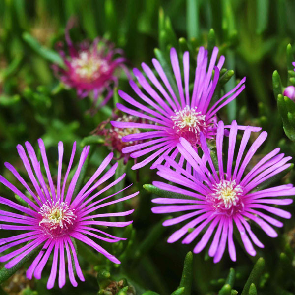 Pink Delosperma Flower seeds for Planting - Vibrant Colors, Heirloom & GMO Free Seeds for Home Garden