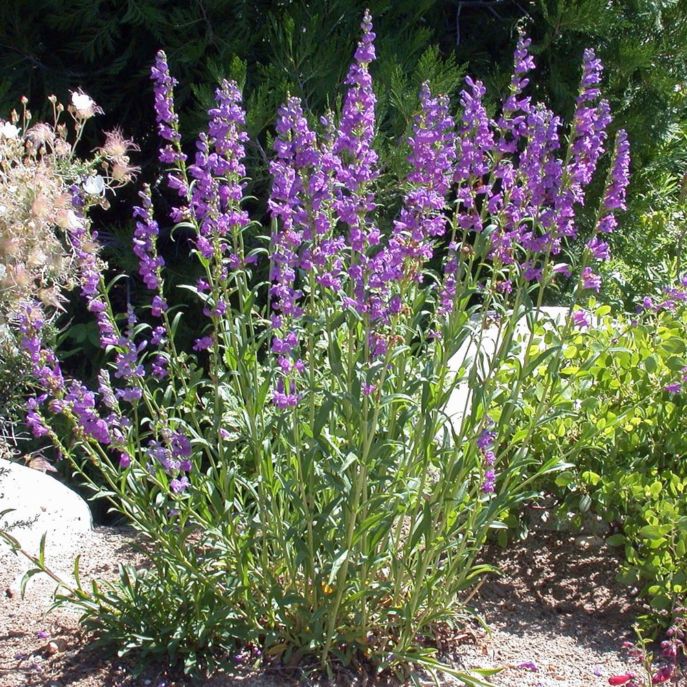 Blue Penstemon Flower seeds for Planting - Pollinator Friendly, Heirloom & GMO Free Seeds for Home Garden