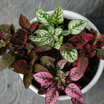 Pink Hypoestes Flower seeds for Planting - Sun Loving, Heirloom & GMO Free Seeds for Home Garden