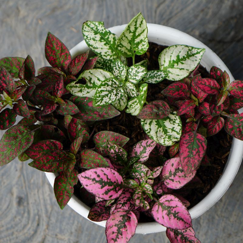 Pink Hypoestes Flower seeds for Planting - Sun Loving, Heirloom & GMO Free Seeds for Home Garden
