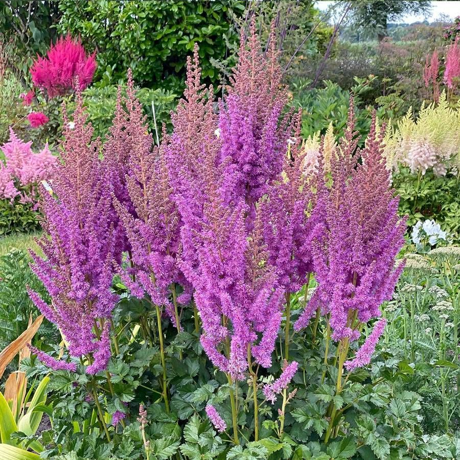 Purple Astilbe Perennial Flower Seeds for Planting Pollinator Friendly Heirloom & GMO Free Seeds for Home Garden
 
 Sale