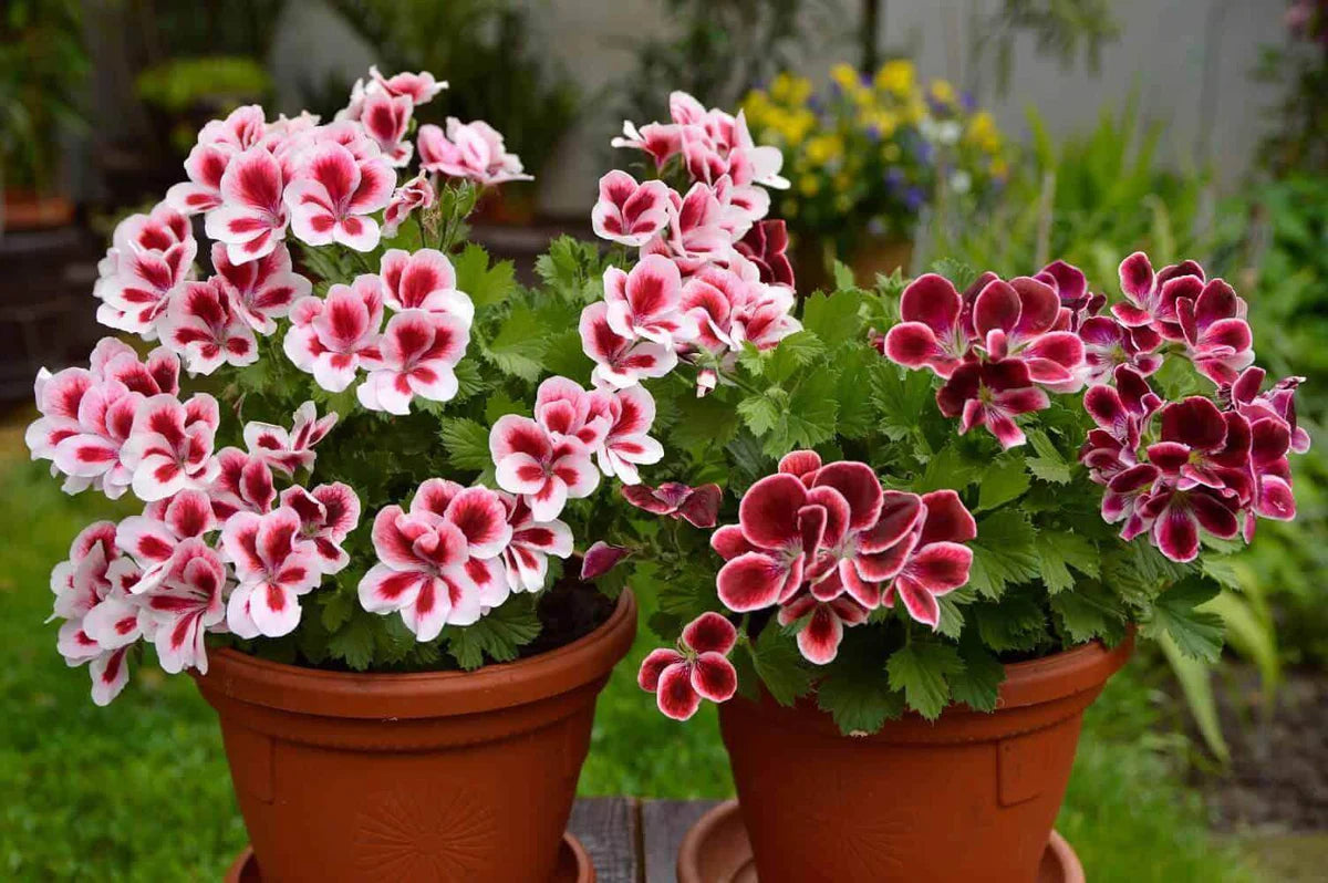 Queling Geranium Flower seeds for Planting, Premium Quality Heirloom & GMO Free Seeds for Home Garden