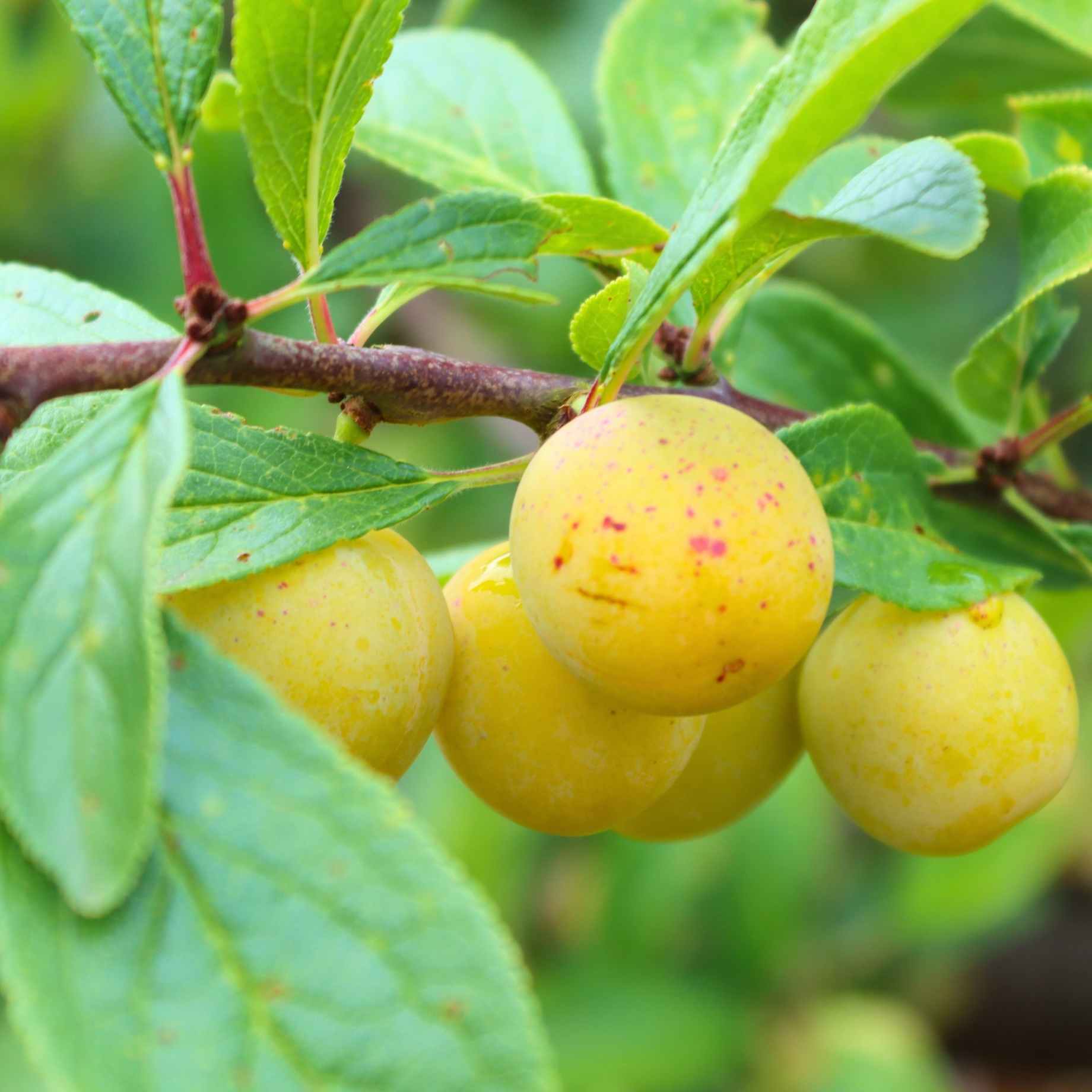 Mirabelle Plum Seeds for Fruit Planting  Perennial Spring Growth