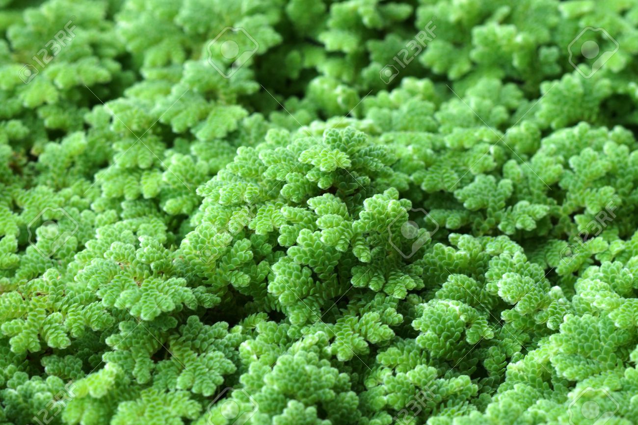 Gray Crested Fern Flower seeds for Planting - Premium Quality, Heirloom & GMO Free Seeds for Home Garden