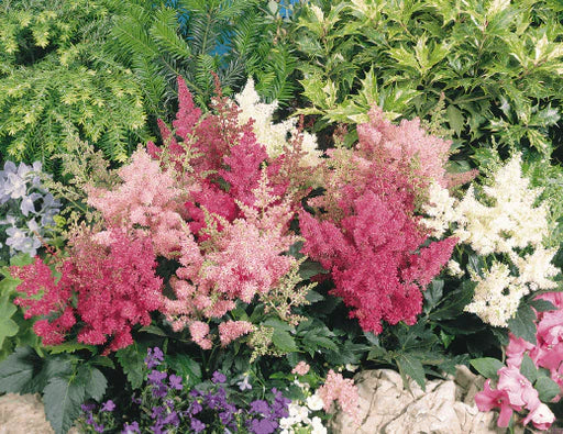 Astilbe Flower seeds for Planting Sun Loving Heirloom & GMO Free Seeds for Home Garden