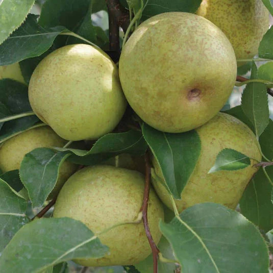 Yellow Pyrus Pyrifolia Fruit for Planting - Seeds for Thriving Orchards and Sweet Treats