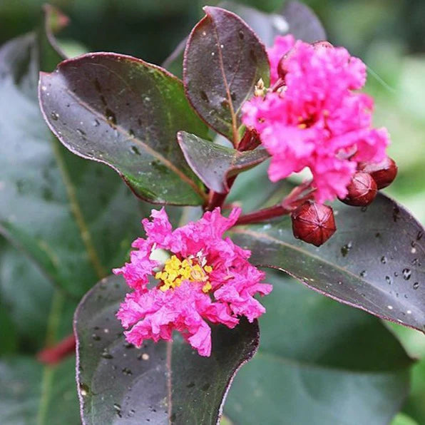 Pink Crape Myrtle Flower seeds for Planting - Garden Favorite, Heirloom & GMO Free Seeds for Home Garden