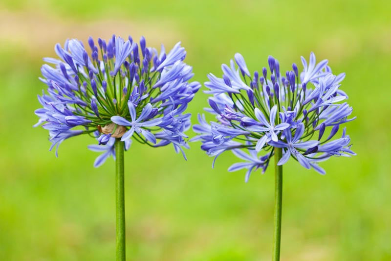 Agapanthus Africanus Flower seeds for Planting - Shade Tolerant, Heirloom & GMO Free Seeds for Home Garden