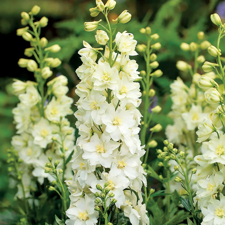 Yellow Delphinium Flower Seeds for Planting | Vibrant Perennial Blooms