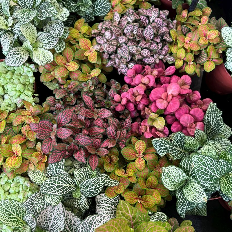 Mixed Fittonia Verschaffeltii Flower seeds for Planting - Cut Flower Favorite, Heirloom & GMO Free Seeds for Home Garden