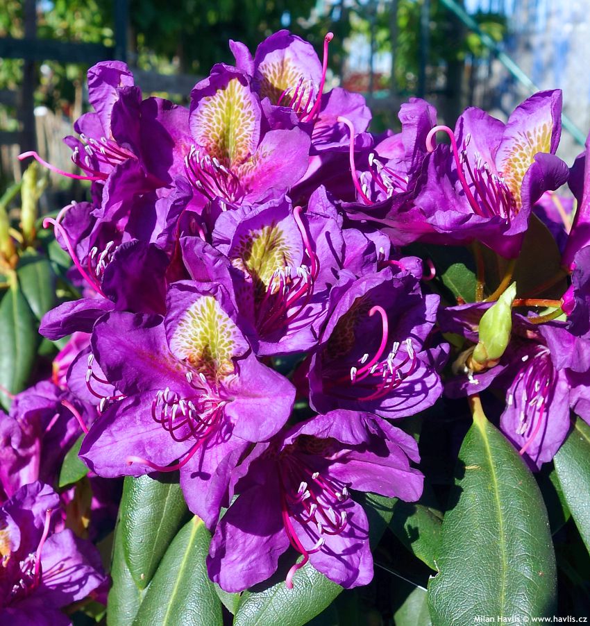 Purple Rhododendron Flower seeds for Planting - Pollinator Friendly, Heirloom & GMO Free Seeds for Home Garden