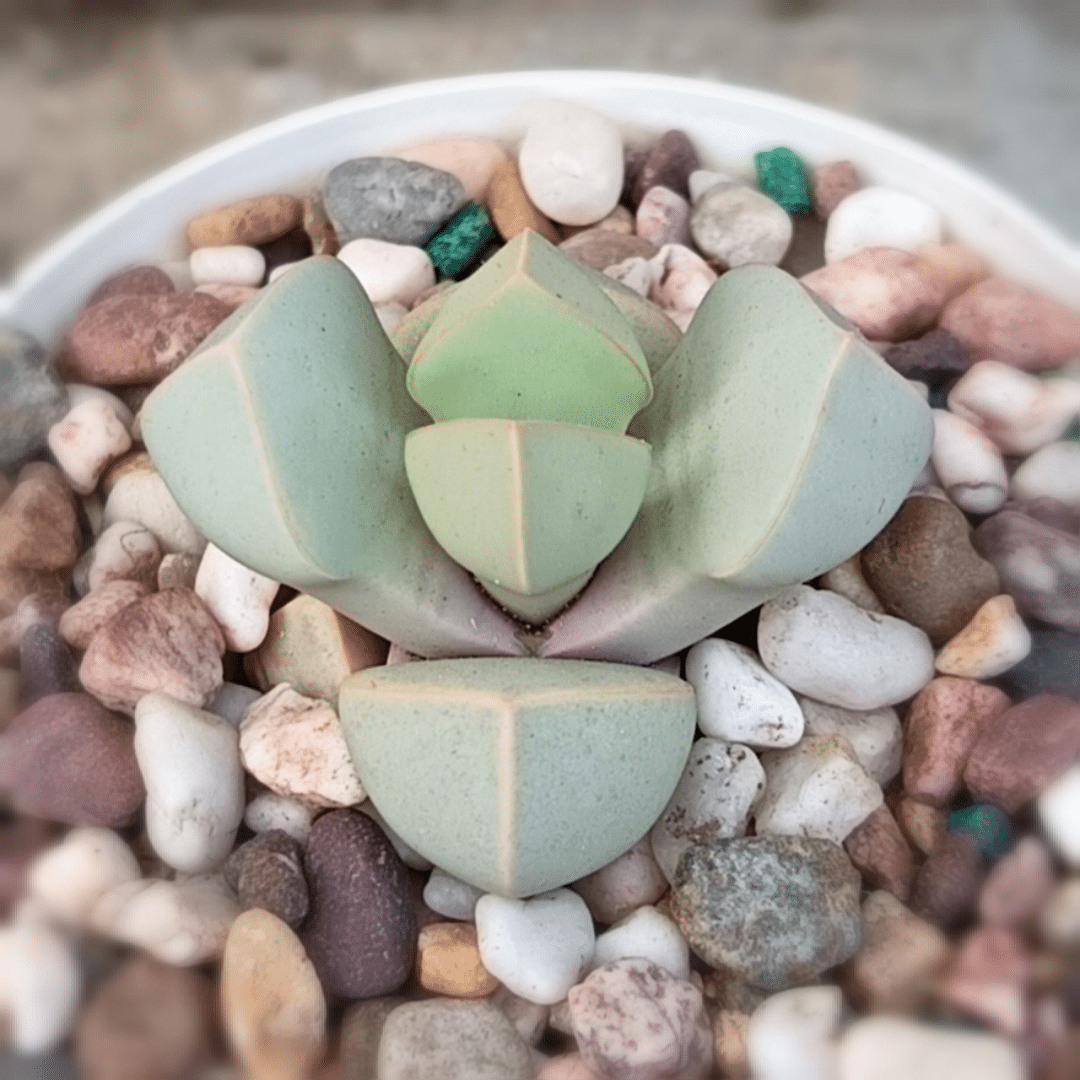 Sea Green Lapidaria Margaretae Flower seeds for Planting - Cut Flower Favorite, Heirloom & GMO Free Seeds for Home Garde