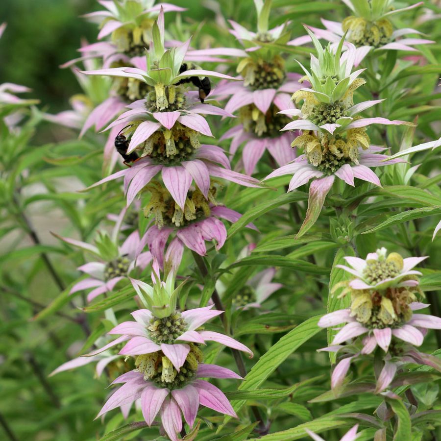 Purple Monarda Punctata Flower seeds for Planting - Seasonal Bloomer, Heirloom & GMO Free Seeds for Home Garden