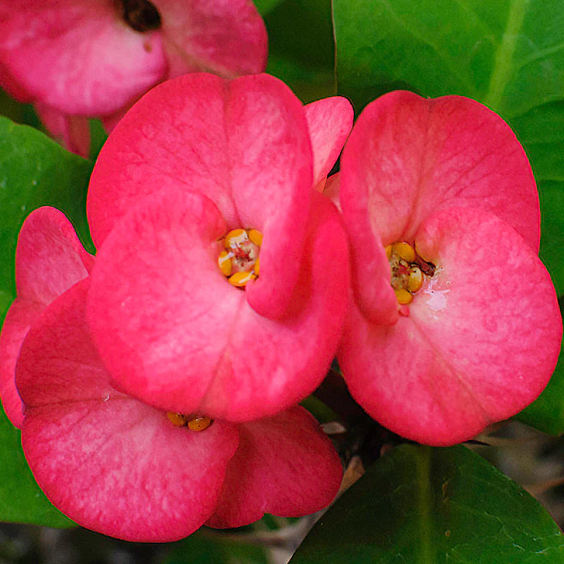 Euphorbia Flower seeds for Planting Low Maintenance Heirloom & GMO Free Seeds for Home Garden