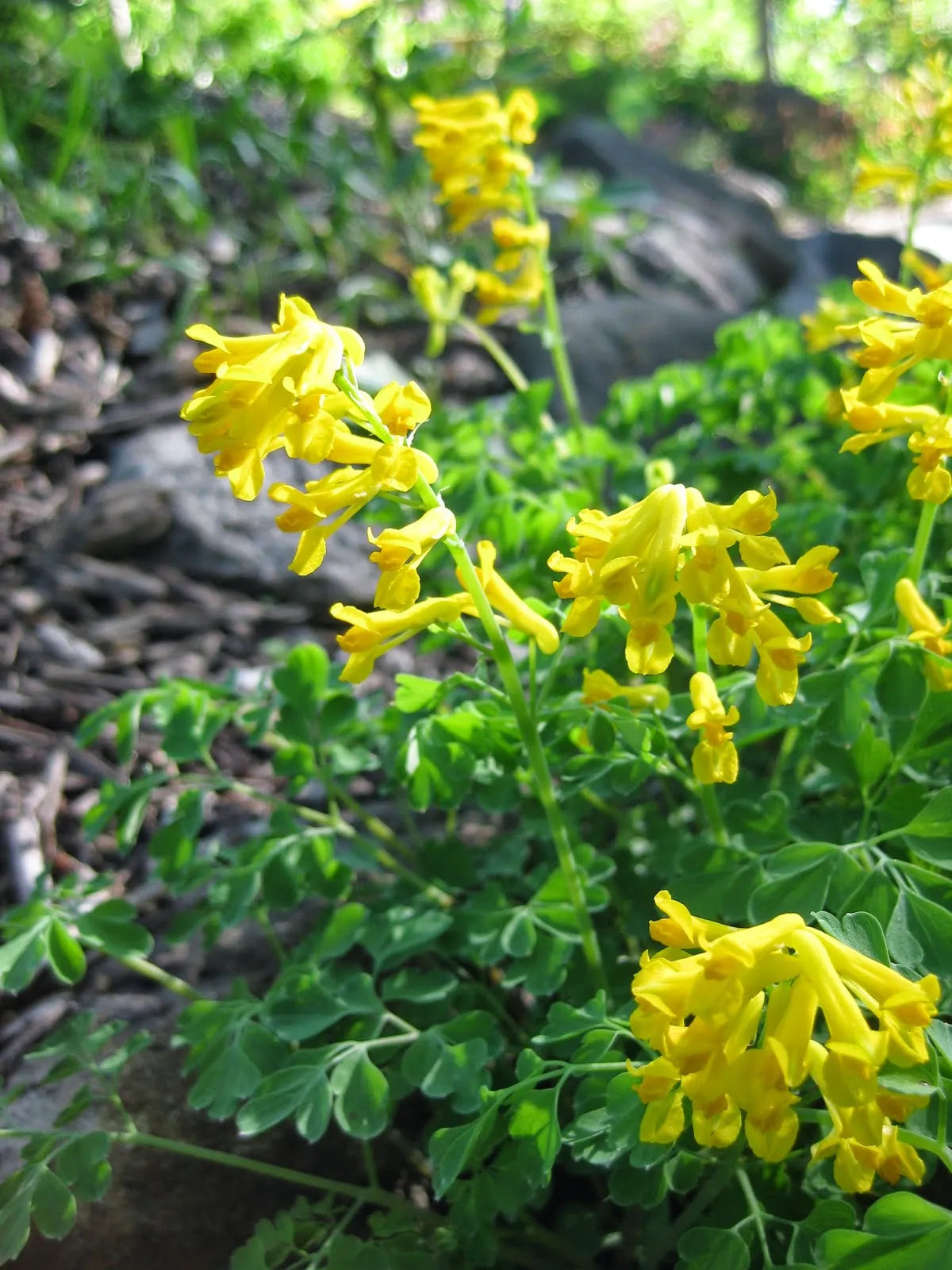 Yellow Corydalis Manchu Flower seeds for Planting - Seasonal Bloomer, Heirloom & GMO Free Seeds for Home Garden
 
 Sale seeds for planting in home garden