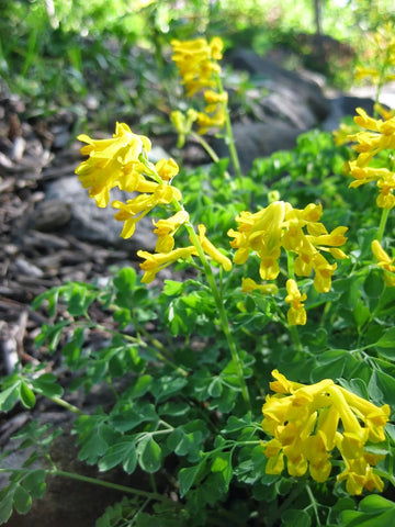 Yellow Corydalis Manchu Flower seeds for Planting - Seasonal Bloomer, Heirloom & GMO Free Seeds for Home Garden
 
 Sale seeds for planting in home garden