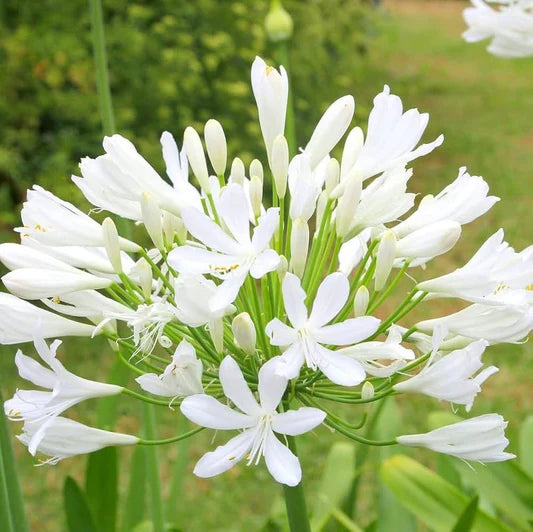 Agapanthus Flower seeds for Planting Premium Quality Heirloom & GMO Free Seeds for Home Garden