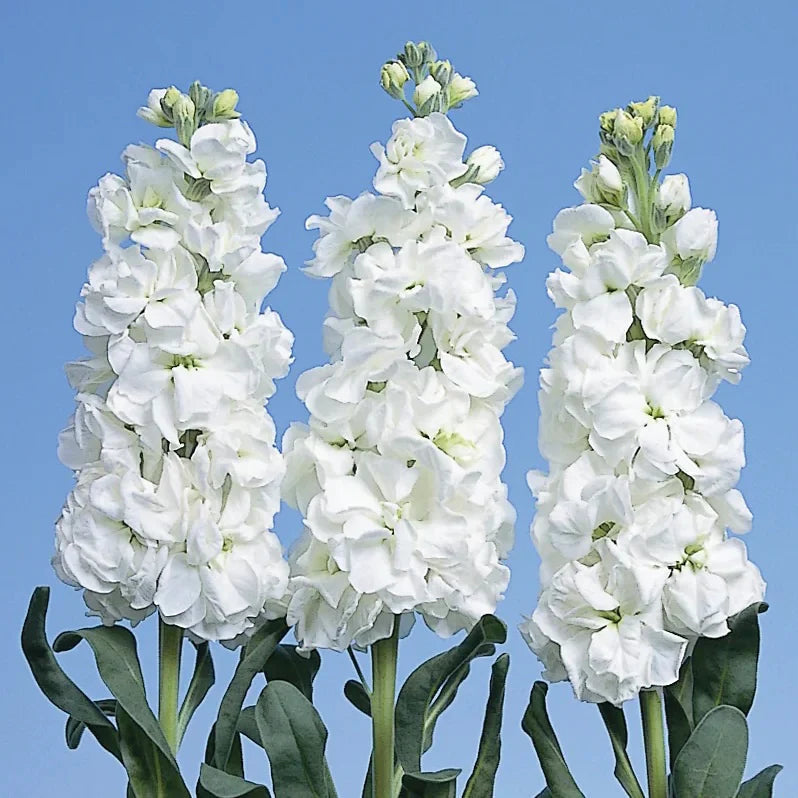 White Evening Stock Flower seeds for Planting - Fragrant Blossoms, Heirloom & GMO Free Seeds for Home Garden
 
 Sale seeds for planting in home garden