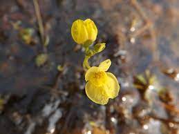Yellow Utricularia Flower seeds for Planting - Easy to Grow, Heirloom & GMO Free Seeds for Home Garden
 
 Sale seeds for planting in home garden
