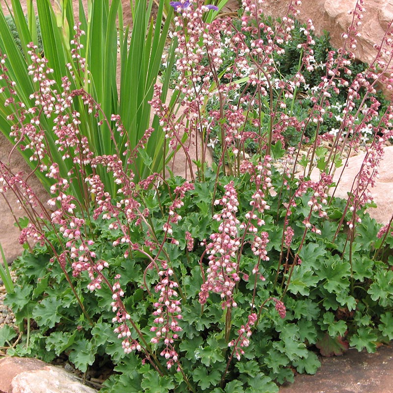 Heuchera Pulchella Flower seeds for Planting Bright Blooms Heirloom & GMO Free Seeds for Home Garden 
 
 Sale for planting in home garden