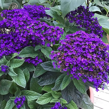 Fresh Heliotrope Flower seeds for Planting - Shade Tolerant, Heirloom & GMO Free Seeds for Home Garden
 
 Sale seeds for planting in home garden