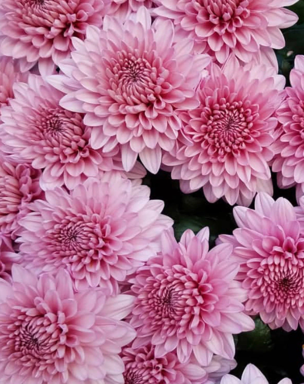 Baby Pink Chrysanthemum Flower seeds for Planting - Premium Quality, Heirloom & GMO Free Seeds for Home Garden
 
 Sale seeds for planting in home garden
