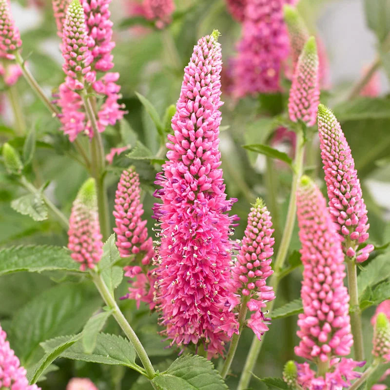 Veronica Flower seeds for Planting Sun Loving Heirloom & GMO Free Seeds for Home Garden 
 
 Sale for planting in home garden