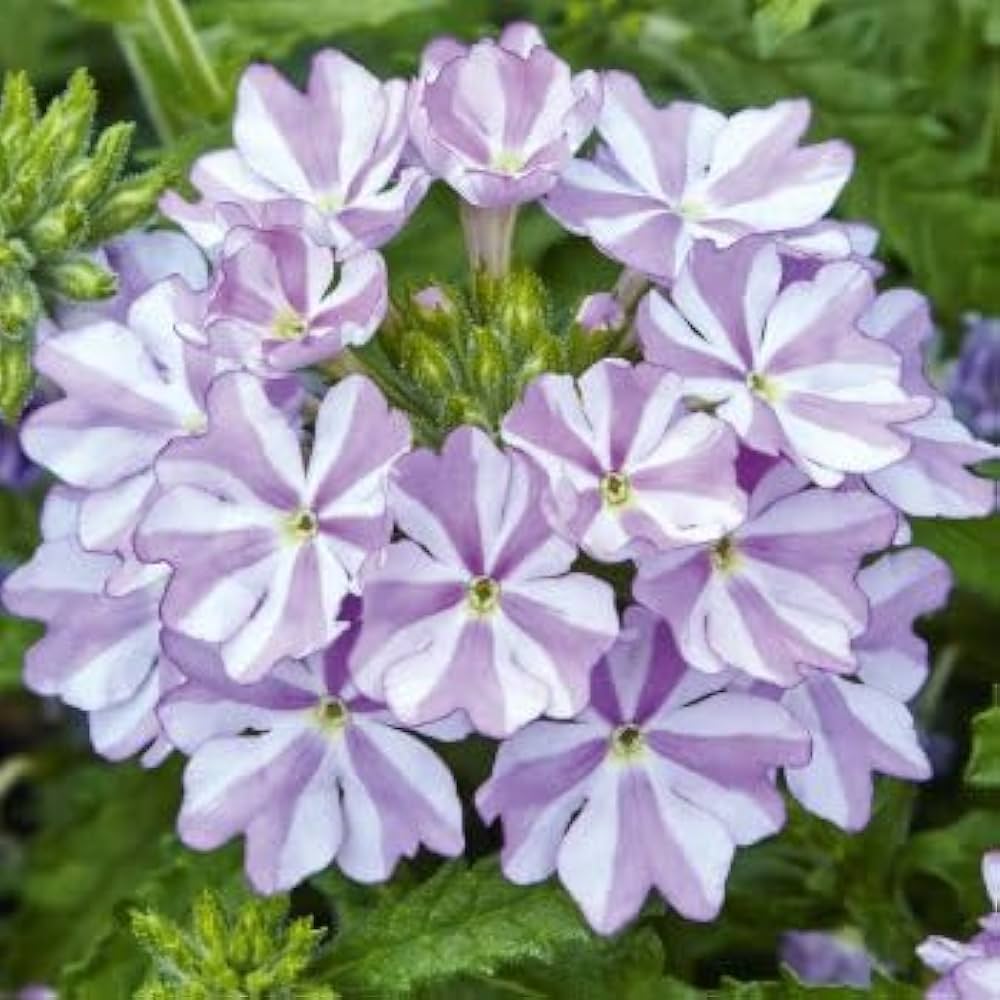White Purple Verbena Flower seeds for Planting - Easy to Grow, Heirloom & GMO Free Seeds for Home Garden
 
 Sale seeds for planting in home garden