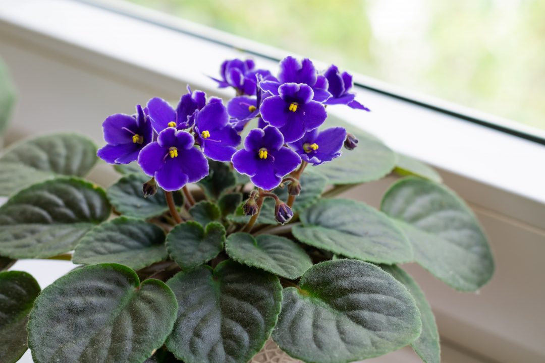 Sky Blue African Violet or Saintpaulia ionantha. Flower seeds for Planting - Long Bloom Season, Heirloom & GMO Free Seeds for Home Garden
 
 Sale seeds for planting in home garden