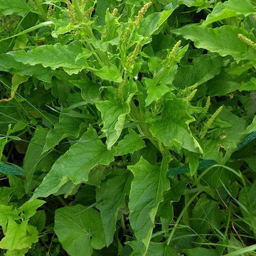 Henry Flower seeds for Planting Hardy Variety Heirloom & GMO Free Seeds for Home Garden 
 
 Sale for planting in home garden
