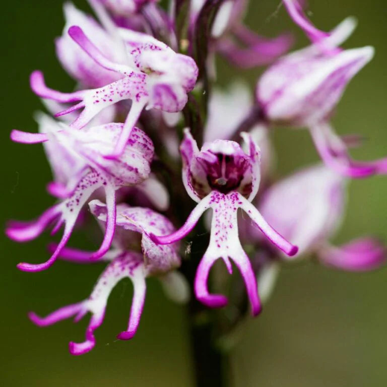Purple Naked Man Orchid Flower seeds for Planting - Perfect for Borders, Heirloom & GMO Free Seeds for Home Garden