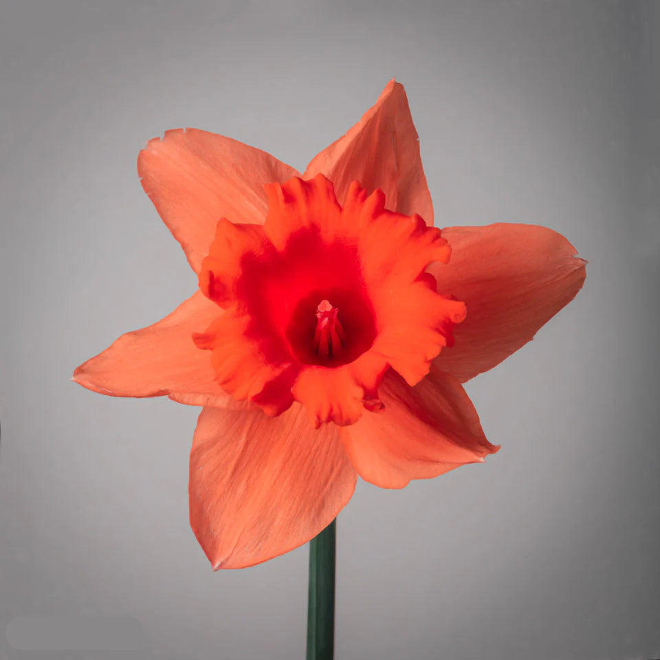 Red Daffodil Flower Seeds for Planting Cut Flower Favorite Heirloom & GMO Free Seeds for Home Garden
 
 Sale