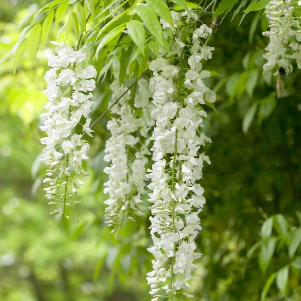 White Wisteria Flower seeds for Planting - Cottage Garden Essential, Heirloom & GMO Free Seeds for Home Garden