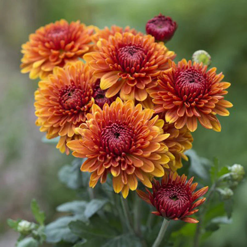 Yellow Red Chrysanthemum Flower seeds for Planting - Bright Blooms, Heirloom & GMO Free Seeds for Home Garden