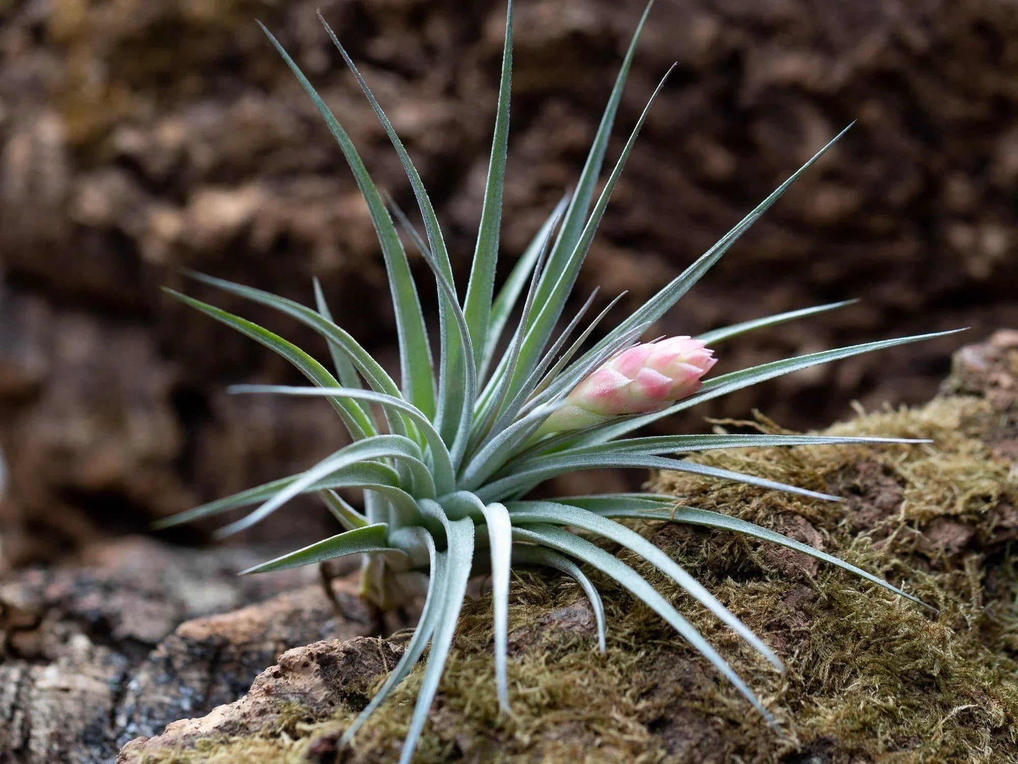 Mixed Airplant Seeds For Planting - Discover Unique And Beautiful Airplants