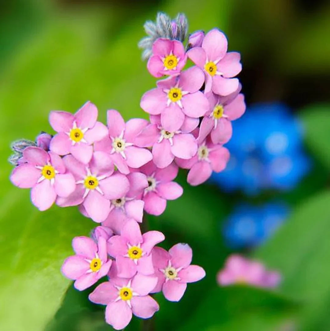 Pink Myosotis Flower Seeds for Planting  Charming Annual Blooms - Evergrowseeds