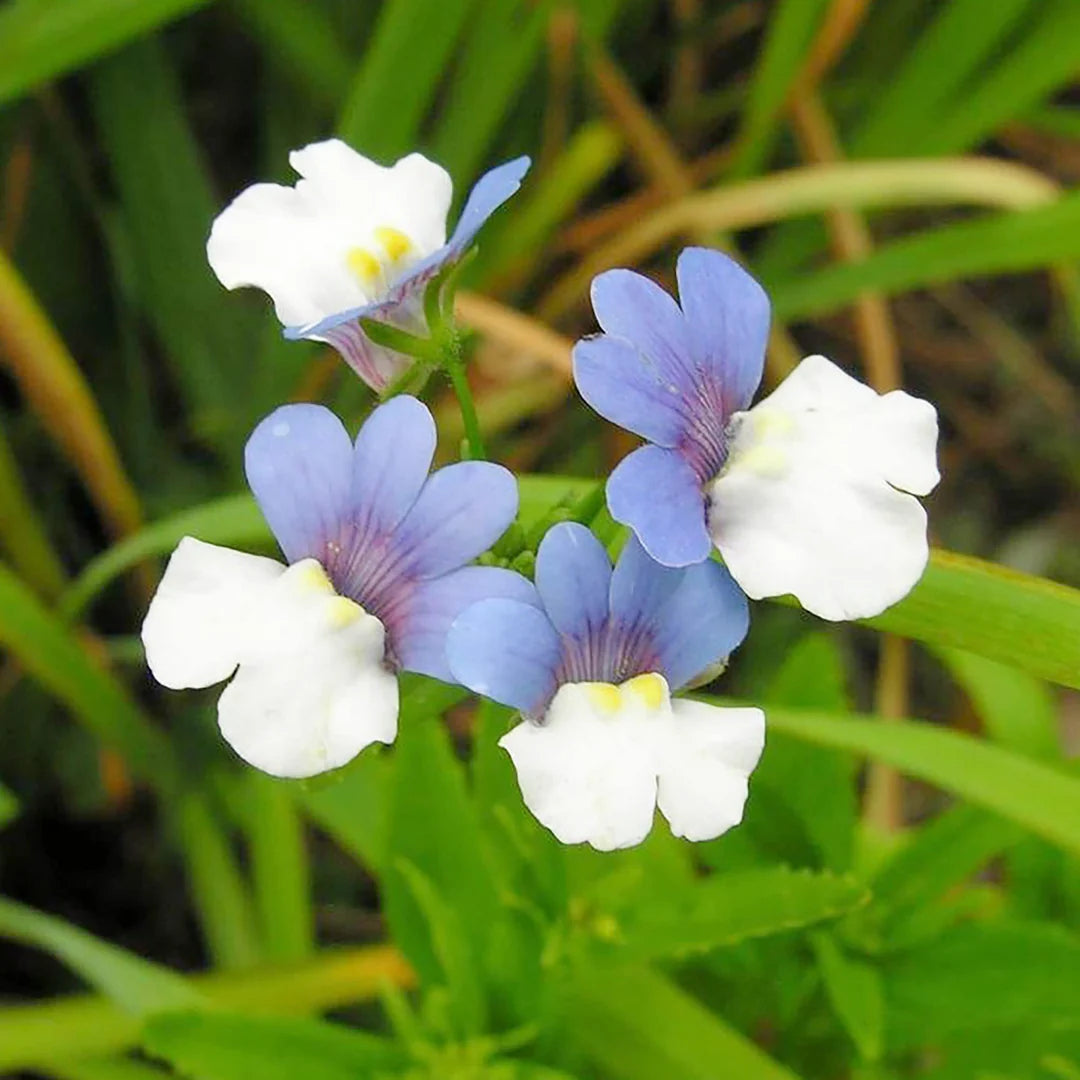 Nemesia Strumosa Flower seeds for Planting Cottage Garden Essential Heirloom & GMO Free Seeds for Home Garden