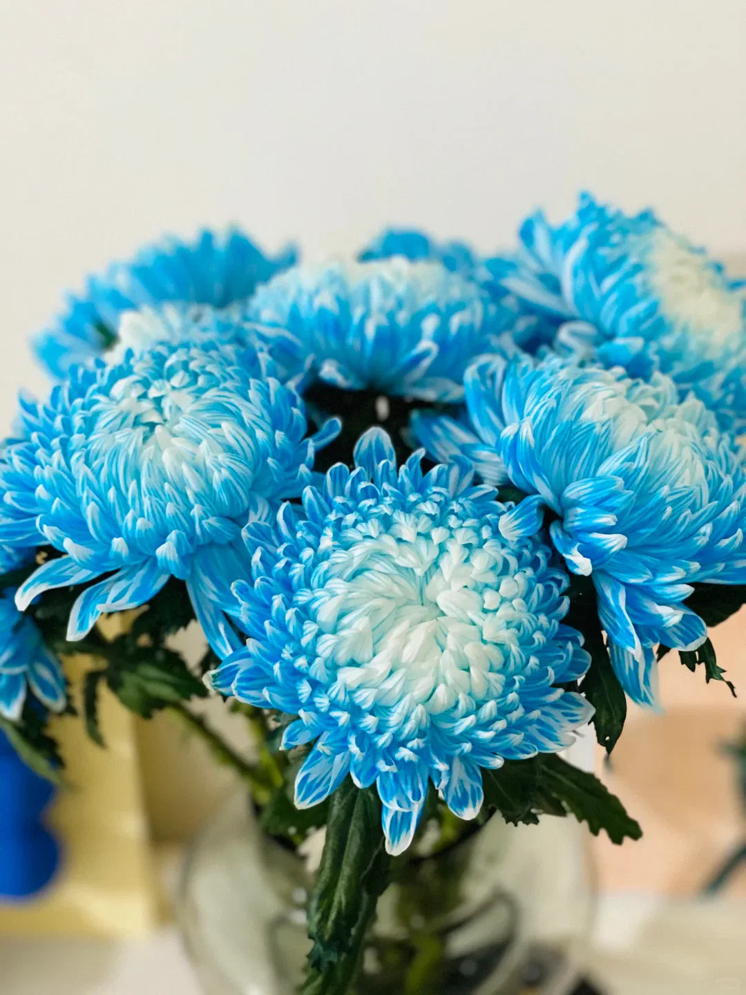 Sky Blue White Chrysanthemum Flower seeds for Planting - Wildflower Mix, Heirloom & GMO Free Seeds for Home Garden