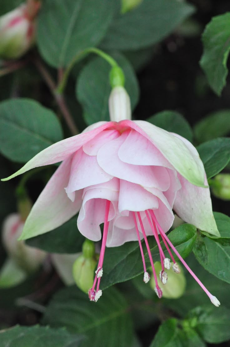 White Fuchsia Flower Seeds for Planting - Gorgeous Annual Blooms
