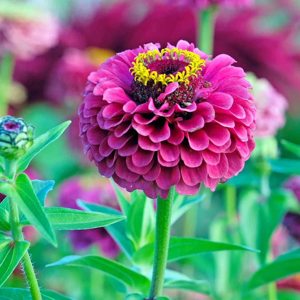 Purple Yellow Zinnia Flower seeds for Planting Long Bloom Season Heirloom & GMO Free Seeds for Home Garden