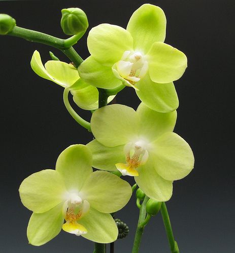 Pale Green Phalaenopsis Orchid Flower seeds for Planting - Drought Tolerant, Heirloom & GMO Free Seeds for Home Garden