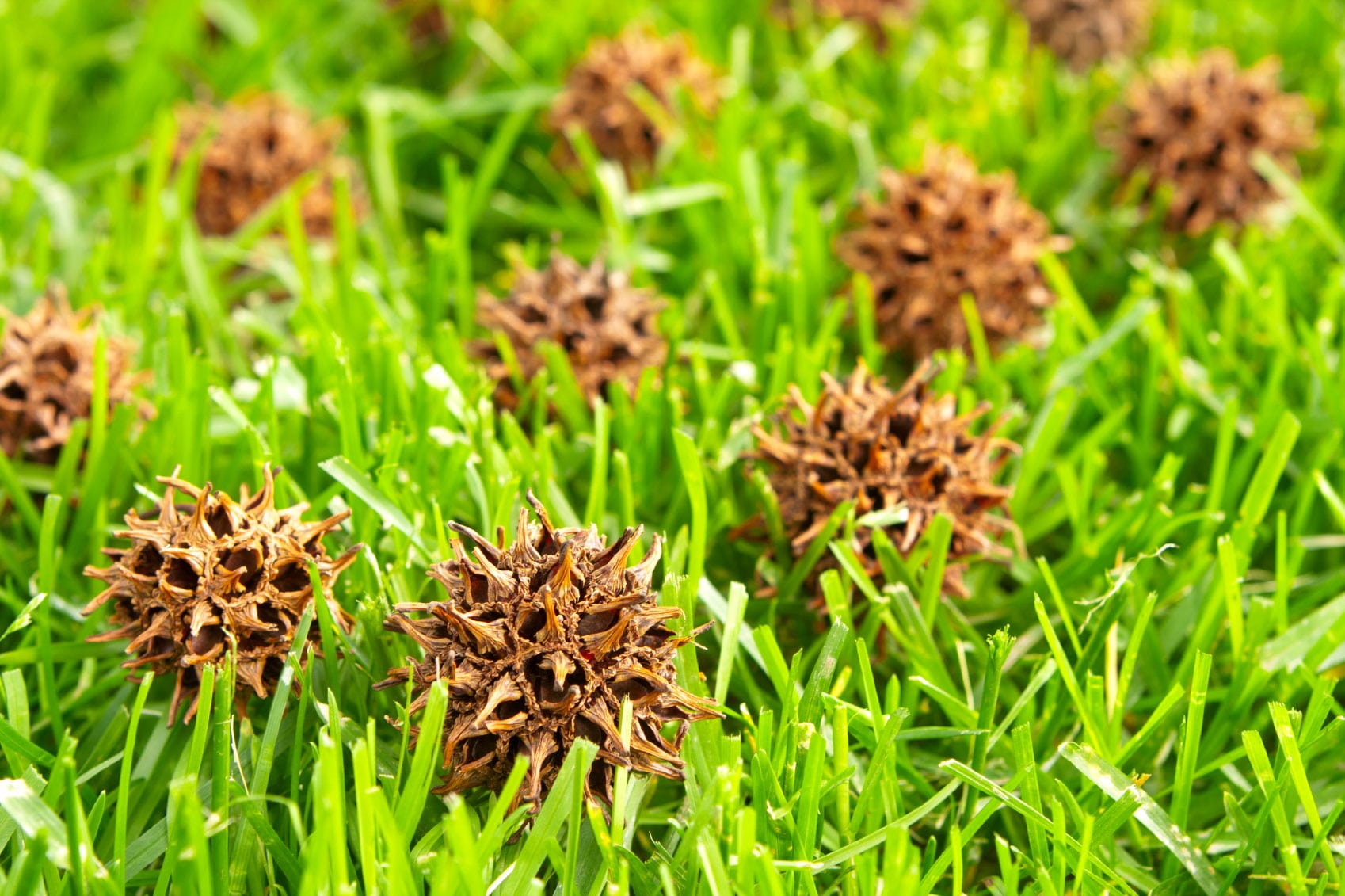 American Sweetgum Tree Seeds for Planting
